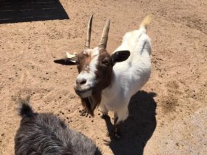 Keeping goats with chickens