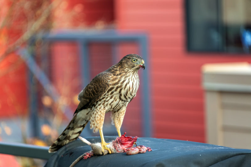 coopers hawk on barbeque lid eating a rat