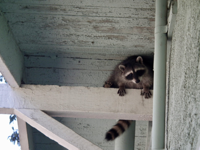 raccoon on rafters, photo by Kiyoshi Tanno