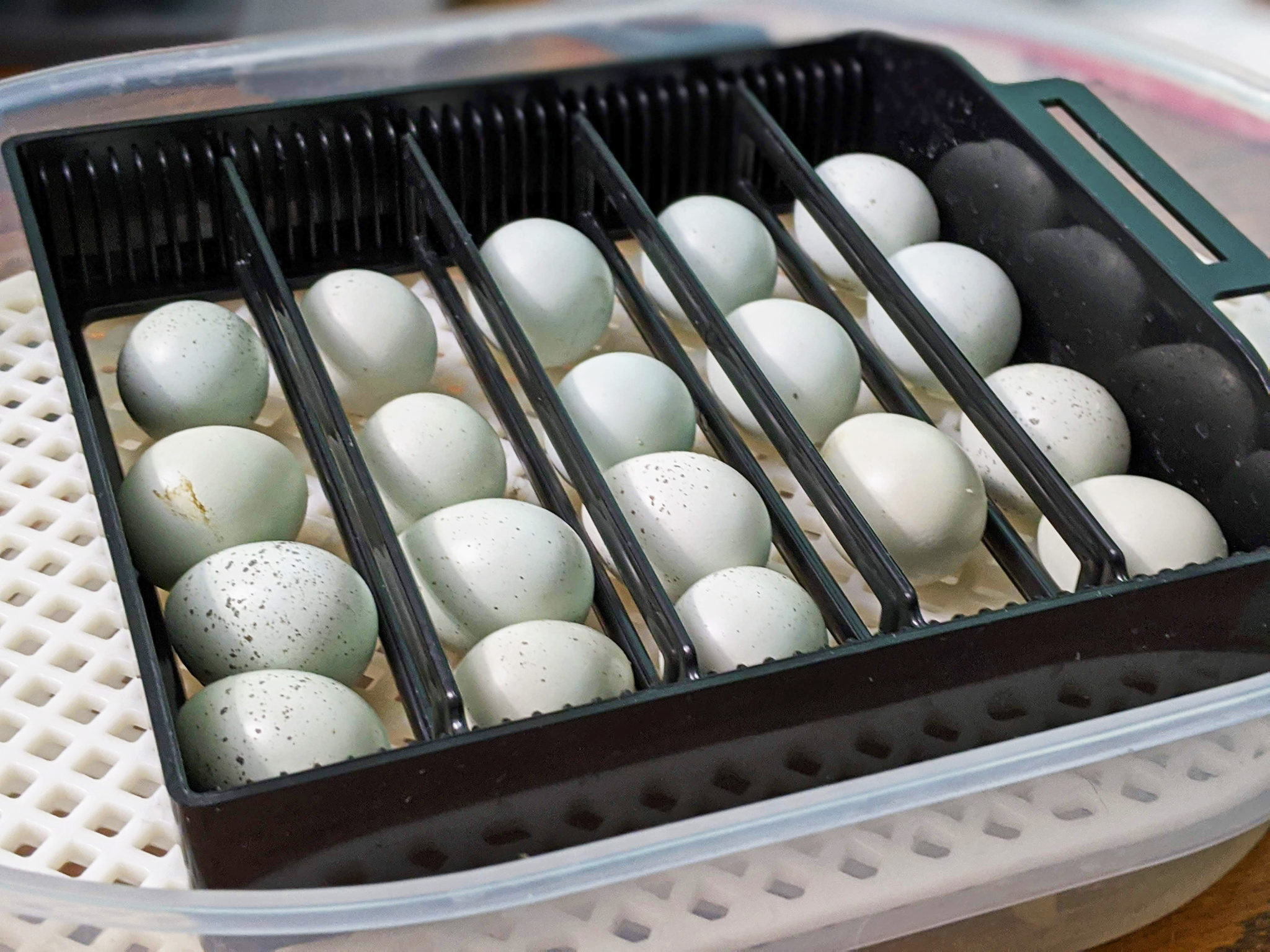 Incubating Coturnix Quail Eggs Community Chickens