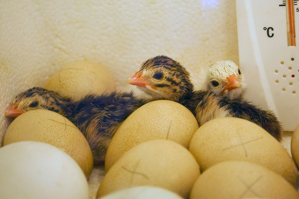 guinea egg incubation