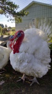 White broad breasted turkey