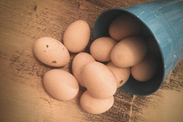 Farm Fresh Eggs 7 Things To Tell Your Customers Community Chickens