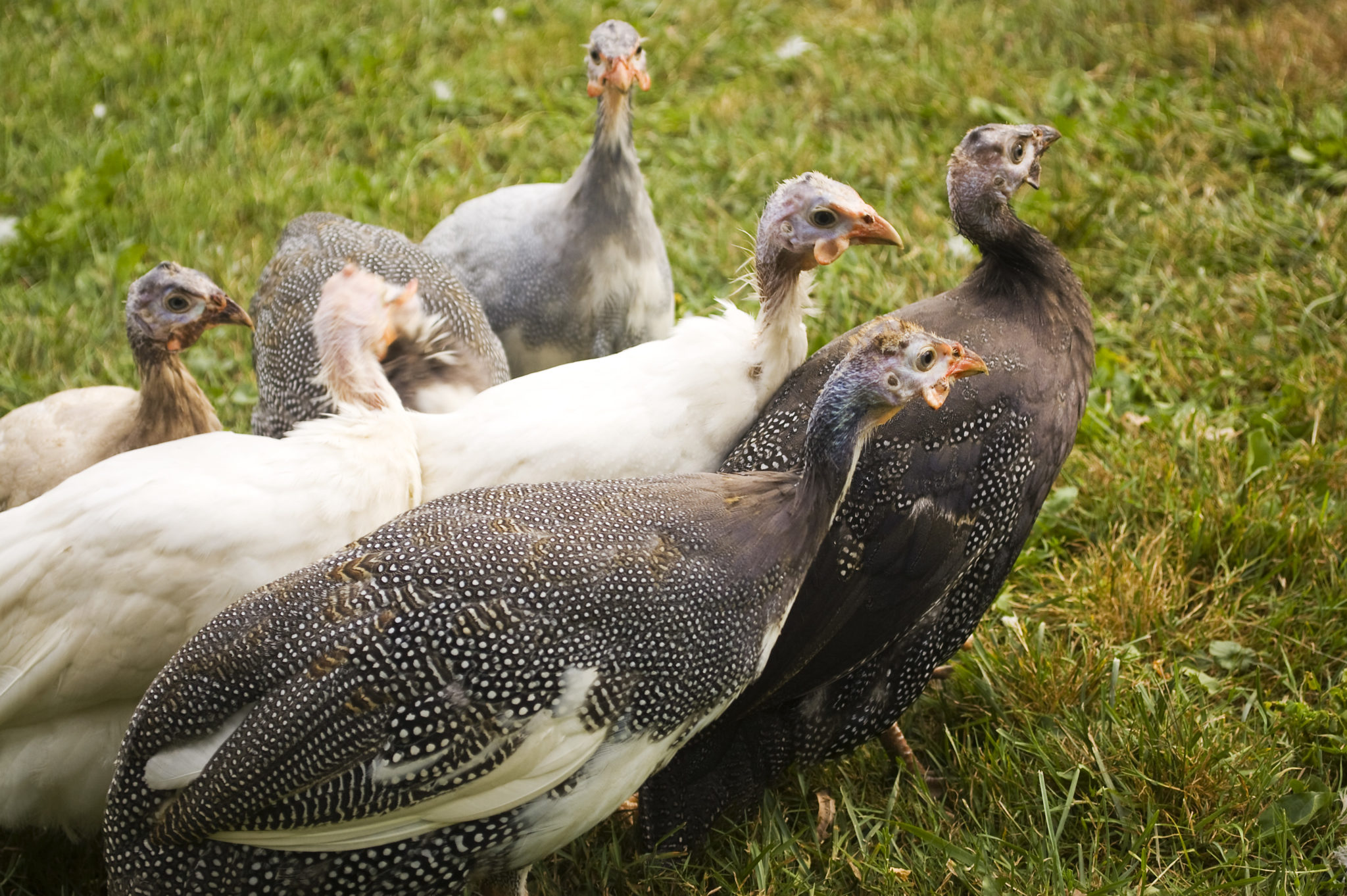 Tick Eaters and Watchdogs: How Guineas Can Benefit You | Community Chickens