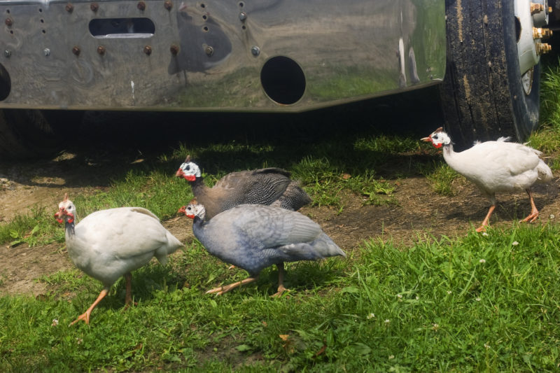 guineas-walking-towards-a-vehicle