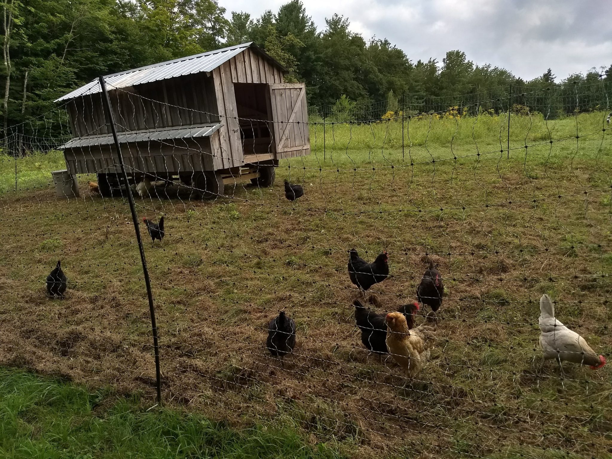 Chicken Stewardship as Land Offering | Community Chickens