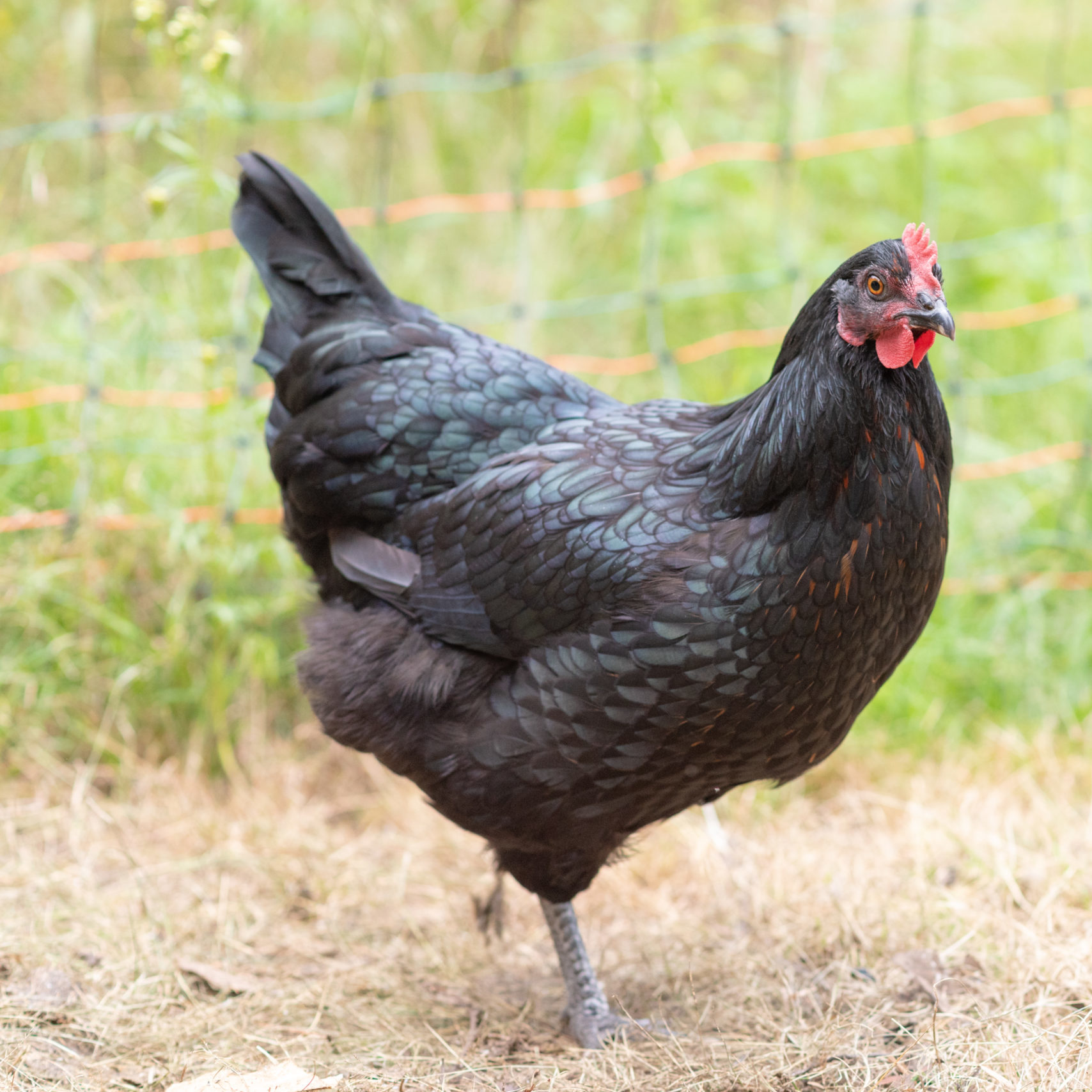 Hen Management 101: Tips to keep your flock safe and healthy ...