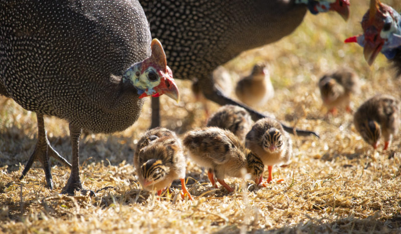 Guinea fowl and keets