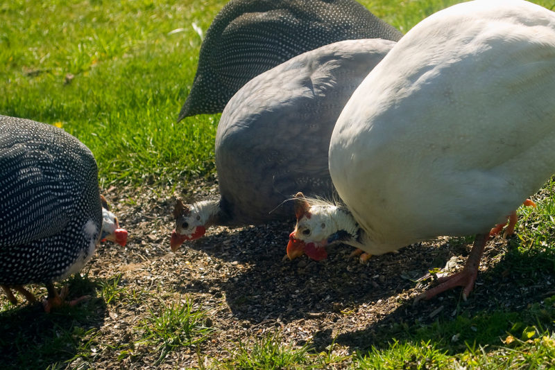 From Ranging To Roosting How To Keep Guineas Housed And Happy Community Chickens