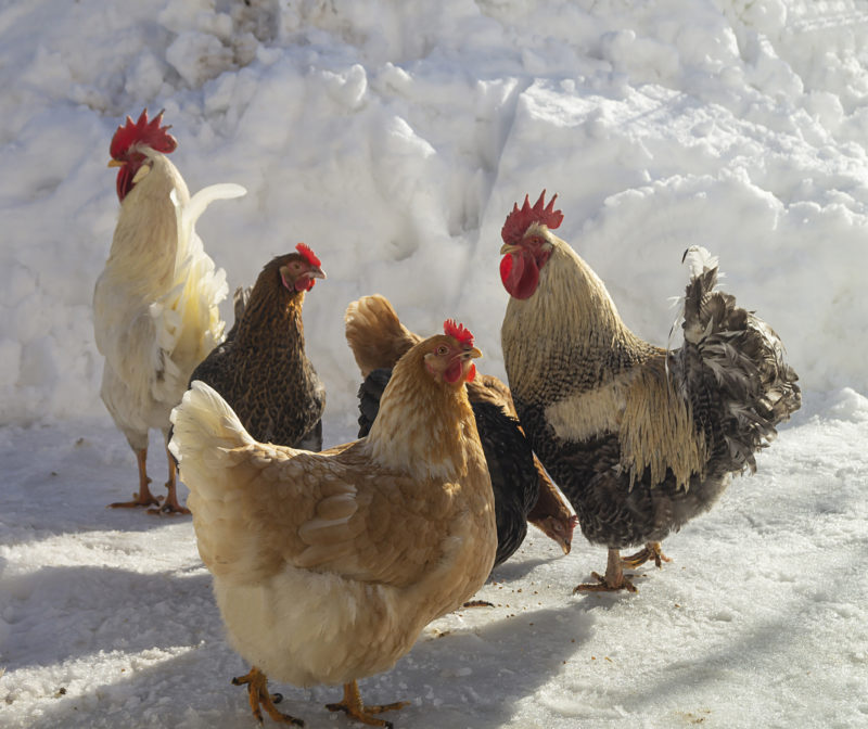 black and white chickens on snow