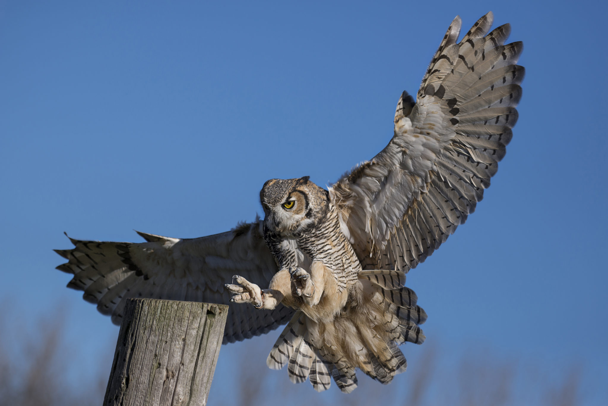 Preparing for Predators | Community Chickens