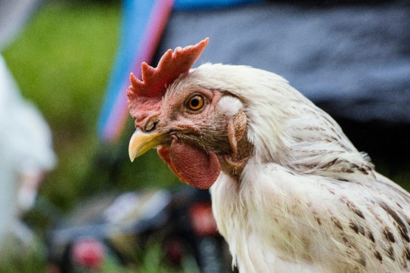 profile, white hen with red comb