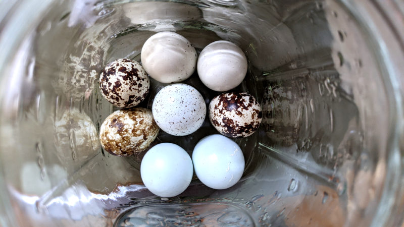 Quail eggs in jar